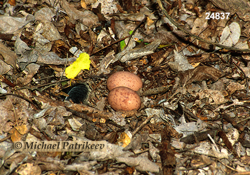 Common Pauraque (Nyctidromus albicollis)
